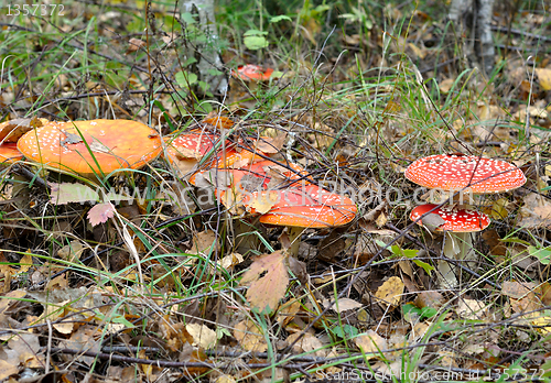 Image of fly-agaric