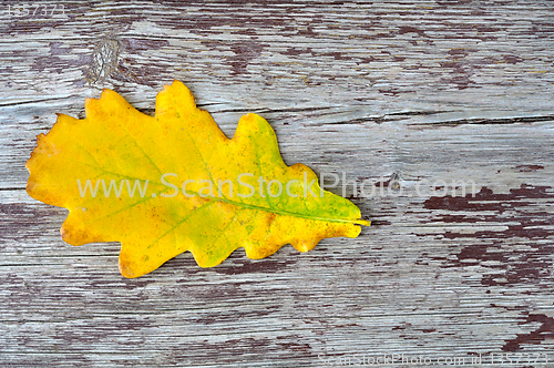 Image of oak leaf