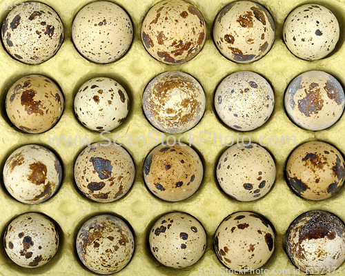 Image of quail eggs