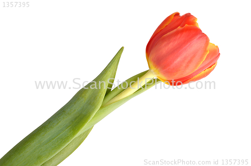 Image of red tulip