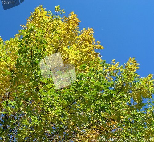 Image of Autumn Sky