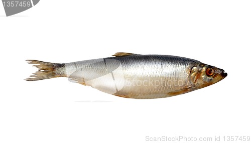 Image of herring