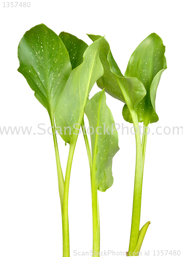 Image of young shoots callas