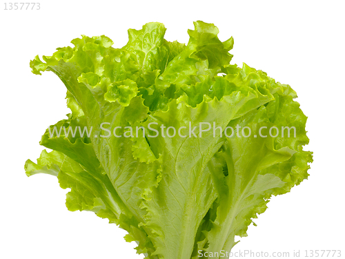 Image of Butterhead lettuce