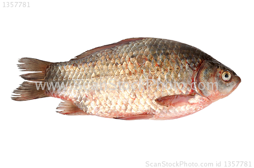 Image of crucian on a white background