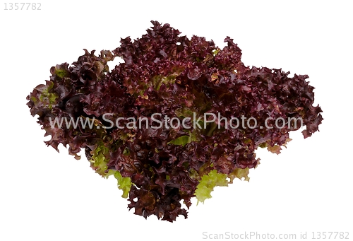 Image of Red butterhead lettuce
