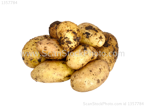 Image of unwashed potato on a white