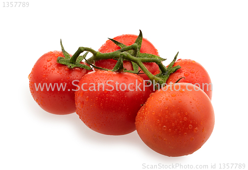 Image of branch of red tomatoes