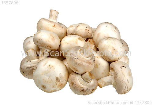 Image of champignon on a white