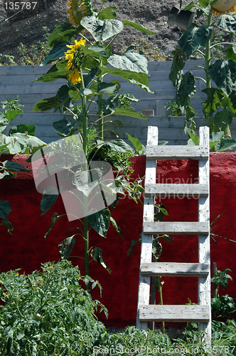 Image of ladder by sunflowers