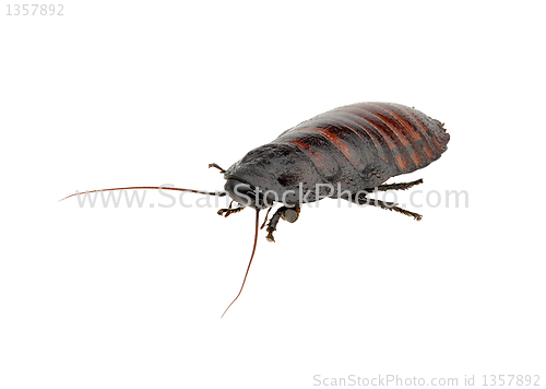 Image of Madagascar hissing cockroach