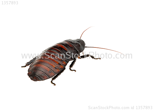 Image of Madagascar hissing cockroach