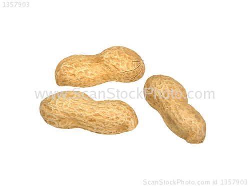 Image of peanut on white