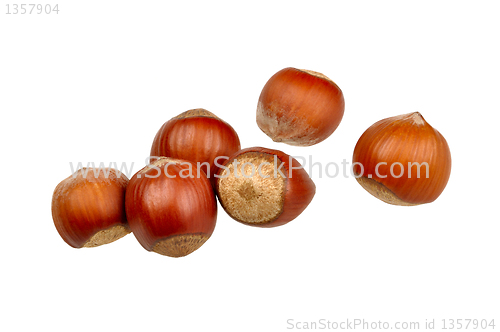 Image of filbert on white
