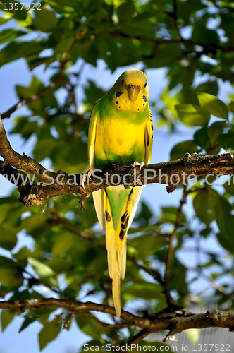 Image of budgie in a tree