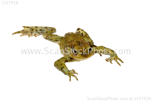 Image of toad on a white