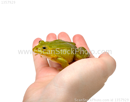 Image of frog on hand