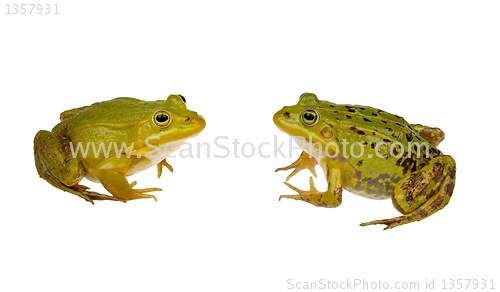 Image of two frogs