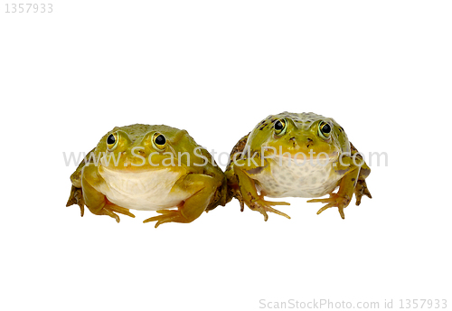 Image of two frogs