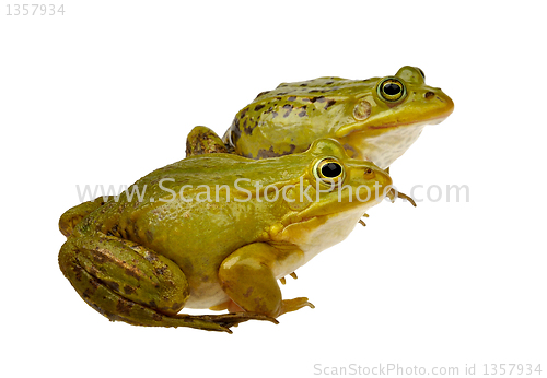 Image of two frogs