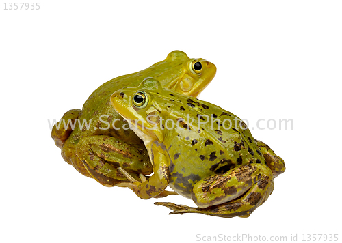 Image of two frogs