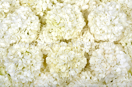 Image of background of white flowers