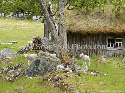Image of Lambs