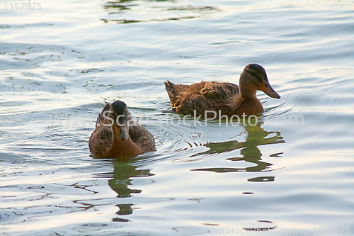Image of Ducklings