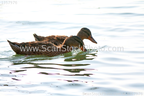 Image of Ducklings