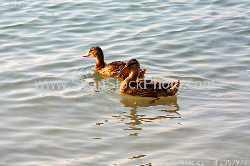Image of Ducklings