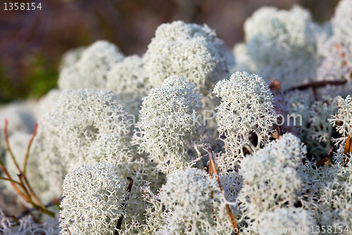 Image of Reindeer moss