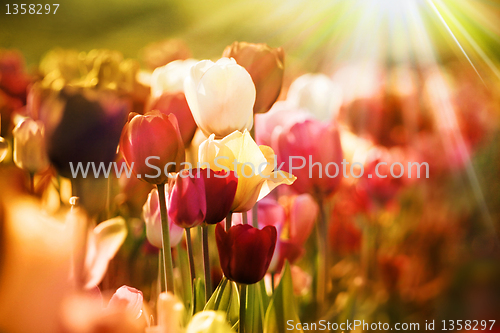 Image of retro tulips in sunlight