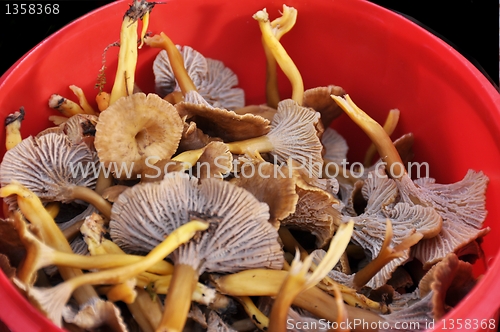 Image of Mushrooms i red bucket