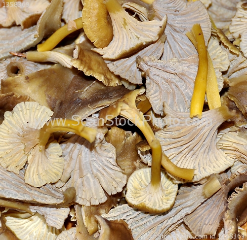 Image of yellowfoot chantarelle