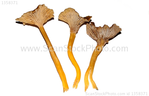 Image of yellowfoot chantarelle