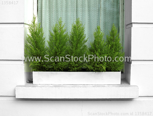 Image of green window