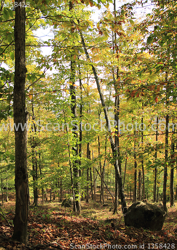 Image of green forest