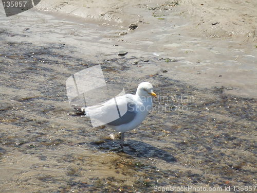 Image of Seagull on the beach