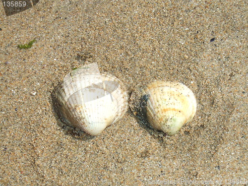 Image of Shells