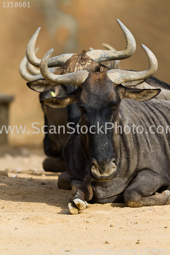 Image of Black-bearded blue wildebeest