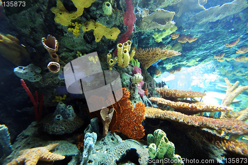 Image of Oceanario de Lisboa