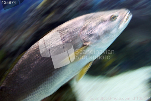 Image of Oceanario de Lisboa