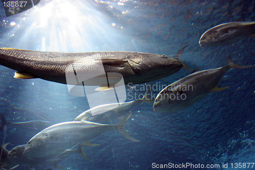 Image of Oceanario de Lisboa