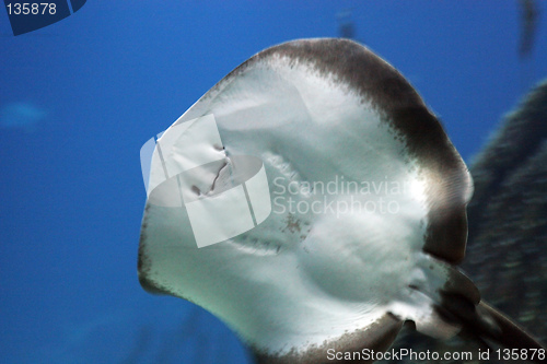 Image of Oceanario de Lisboa