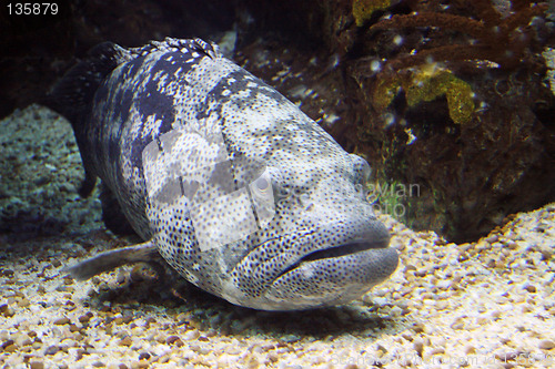 Image of Oceanario de Lisboa