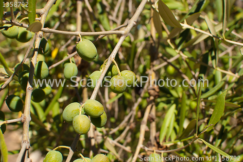 Image of Olive tree branches