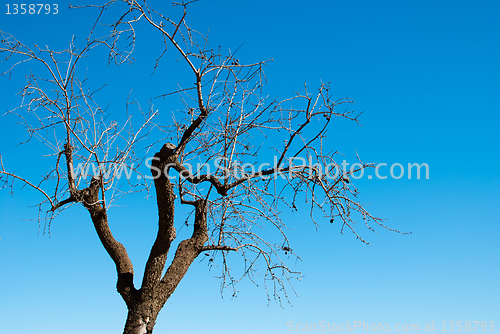 Image of Hibernating almond tree