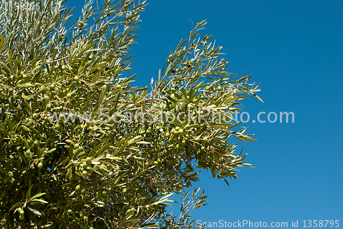 Image of Olive tree branches