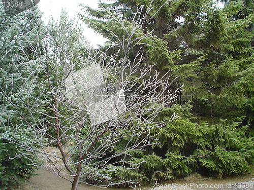 Image of Forest icetree