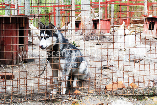 Image of sad and tearful dog in captivity